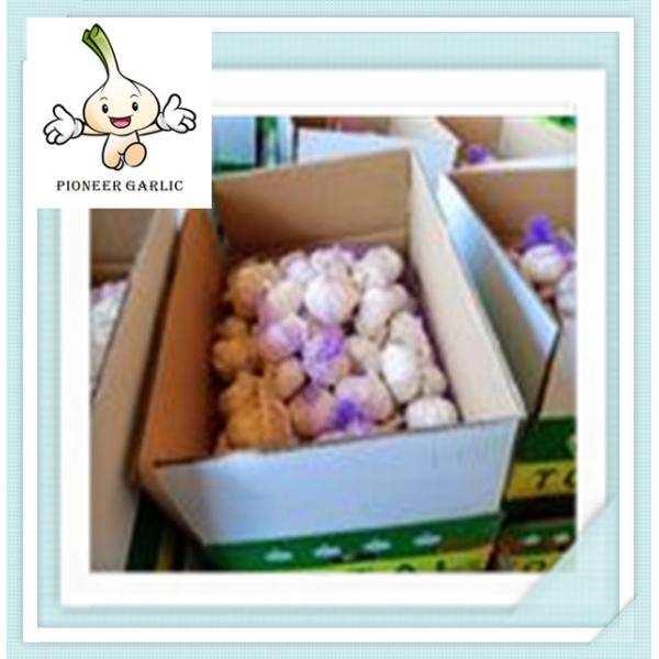 Quality Garlic with High Quality 2016 chinese new white garlic price for sale