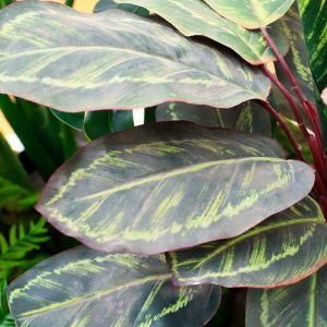 Anti Fading Artificial Landscape Plants 2-5 Square Meter With Plants And Bush