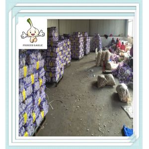 Buy cheap Fresh Pure White Garlic 6.0cm For Sale fresh pure white garlic from wholesalers