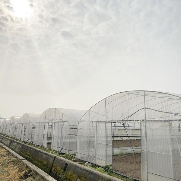 Quality Customized Agricultural Tunnel Greenhouse With PE Film Covering for sale