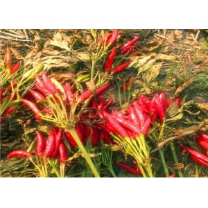 GMP Dried Birds Eye Chilli Peppers Chinese With Seeds 15000SHU