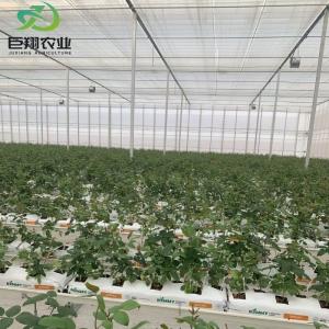 Customized Hydroponics Greenhouse with Climate Control System and Double Layer