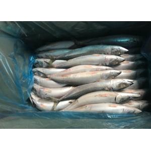 Buy cheap 2019 fresh Frozen Pacific mackerel flash frozen fish  iqf Mackerel product