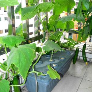 Buy cheap Polyurethane Hydroponic Germination Sponge For Smart Garden / Farms from wholesalers