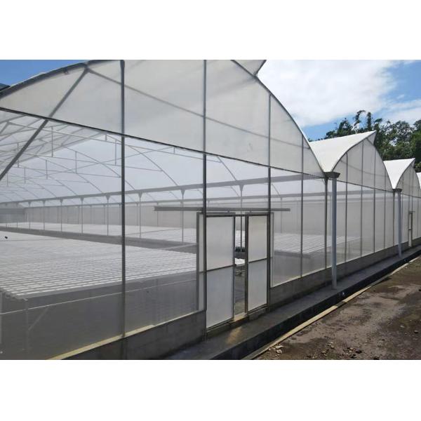 Customized Multi Span Greenhouse No Welding For PVC Tube NFT Hydroponics System