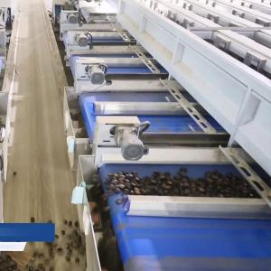 Buy cheap Multiple Lanes High Resolution Camera Chestnut Sorting Machine With High Efficiency And Accuracy from wholesalers