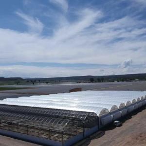 Buy cheap Industrial Tunnel Film Multispan Greenhouses with Hydroponic Technology and Materials from wholesalers