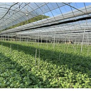 Buy cheap Customization Multi-Span Film Greenhouse with US Currency and Customized Request from wholesalers