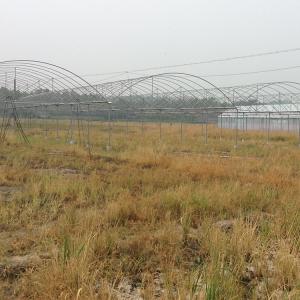 Buy cheap Hydroponic Poly Film Multi Span Greenhouse from wholesalers