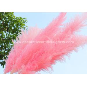 China 30cm 45cm 50cm Preserved Fresh Flowers Pampas Grass Natural Dried on sale