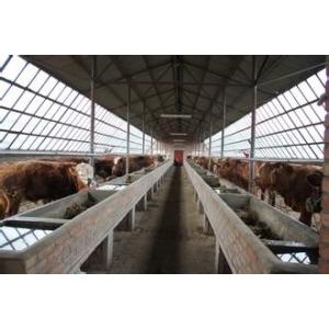 Energy-efficient Light Weight Steel Structural Framing Cowshed Systems With