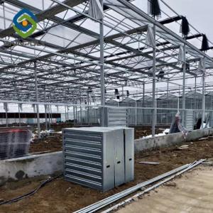 Buy cheap Multi Span Commercial Venlo Greenhouse Structure Tempered Glass Covered from wholesalers
