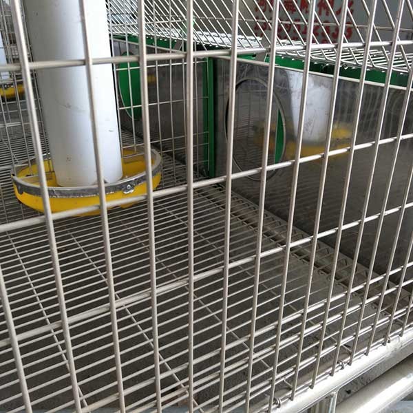 Quality Hot Dipped Galvanized 24 Cells Farm Rabbit Cage With Automatic Cleaning System for sale