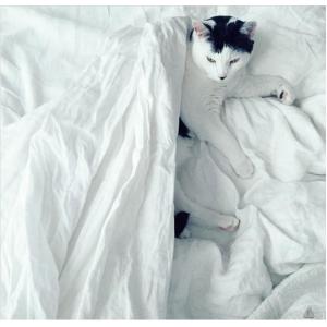 Buy cheap Hefei Homchang Down and Feather Manufacture Co., Ltd, Home textiles and Leather Porducts from wholesalers