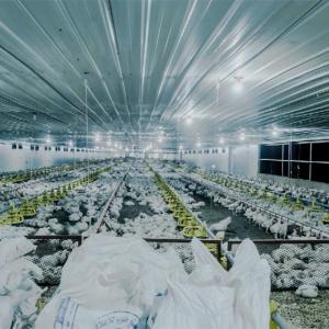 Galvanized C Z Steel Poultry Farming Structures