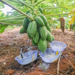 Buy cheap Papaya Papain Enzyme 300USP-6000USP Papaya Extract Protease Powder from wholesalers