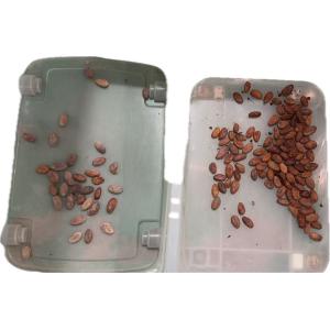 Wenyao 2025 Newest Chinese Factory Optical Sorter Supplier Cocoa Nut Color