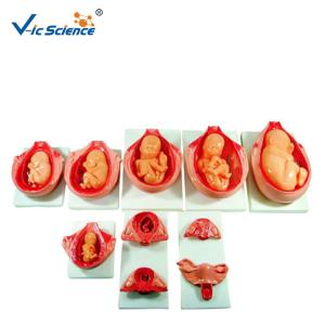China Removable Fetus Human PVC Anatomical Medical Model on sale