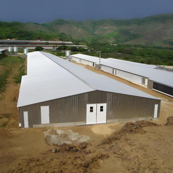 Quality Customization Prefabricated Steel Structure Poultry House For 10000 Chickens for sale