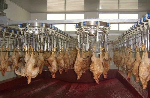 Quality Customizable and Durable Poultry Processing Line with Stainless Steel 304 for sale