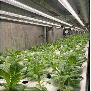 Container House for Leafy Vegetable Cultivation Hydroponics Cultivation