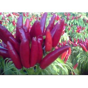 Buy cheap Seasoning Facing Heaven Chillies 4cm Chinese Dried Chili Peppers from wholesalers