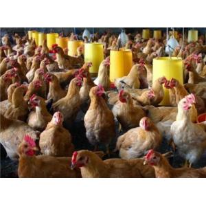 Automatic Feeding Chicken Nipple Drinker System Ground Breeding