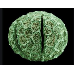 Buy cheap Beginner Zoology And Botany Prepared Microscope Slides With Identification product
