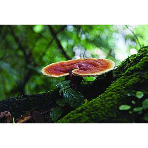 high quality Ganoderma lucidum Extract/ Reishi Extract/Reishi Mushroom Extract
