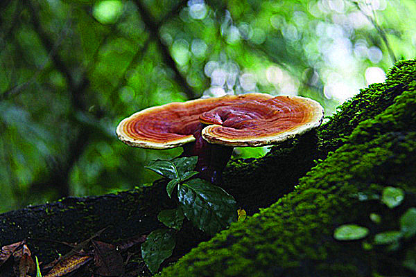 Quality high quality Ganoderma lucidum Extract/ Reishi Extract/Reishi Mushroom Extract for sale