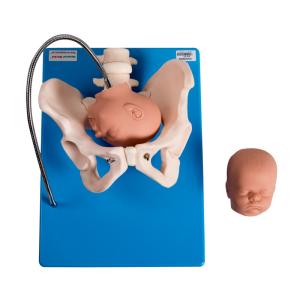 Buy cheap Gynecologic Fixed PVC Female Pelvis Model With Fetus Heads from wholesalers