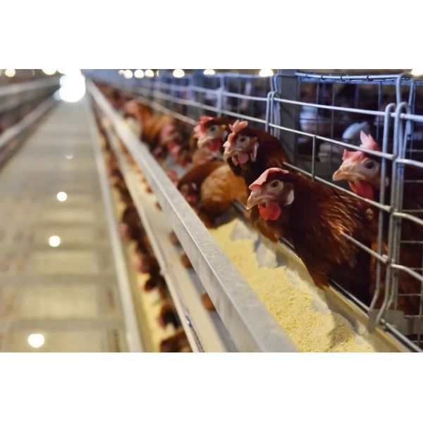 Automated climate control and environmental management system