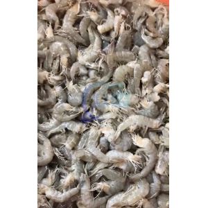 Buy cheap Durable 800W Shrimp Processing Plant , Automatic Shrimp Head Removal System from wholesalers