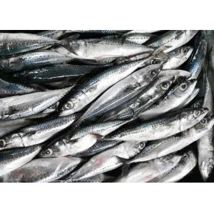 Buy cheap Fresh Frozen Seafood Pacific Makerel Fish Iso Trachurus Trachurus product