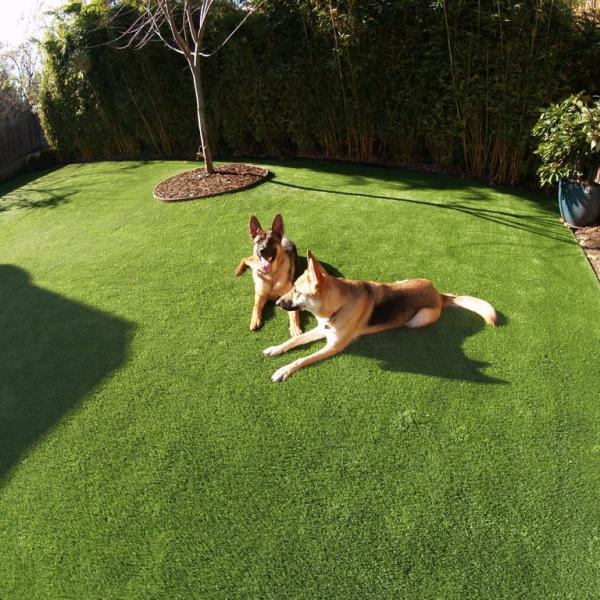 Buy cheap Pet Friendly Artificial Grass No Harm To People Personal Villa Different Pile Height from wholesalers