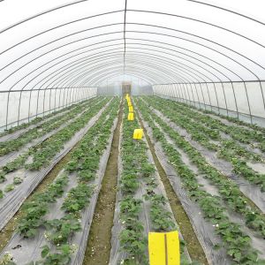Buy cheap Sturdy 6x15m Tunnel Greenhouse With 1.5m Arch Distance For Crops from wholesalers