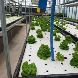 Multi-Span Greenhouse with Hydroponics and Steel Structure The Perfect