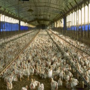 Buy cheap Professional Precast Steel Structure Space Frame Chicken Farm Building from wholesalers