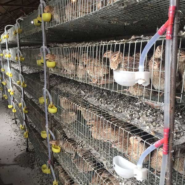 Quality 1300 * 450 * 250mm Quail Cage H Type / A Type For Hatching Quails HXQC5 Model for sale