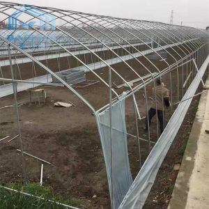 Buy cheap Single Span High Tunnel Plastic Greenhouse With Roof Ventilation System from wholesalers