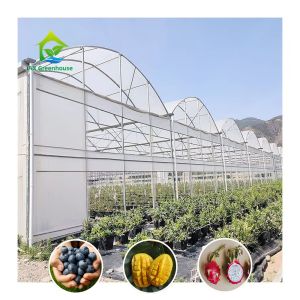 Steel Tructure Large Tunnel Custom Multi-span Plastic Blueberry Growing