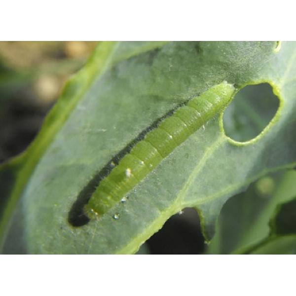 Bio Pesticide Brassicaceous Vegetable Onion Plants 10000 PIB/mg PrGV 16000IU/mg