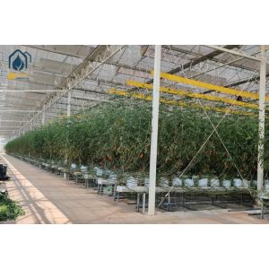 Buy cheap Agriculture Tomato Tunnel Greenhouse Multi Span Horticulture Tropical Greenhouse from wholesalers