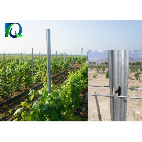 Buy cheap 2.4m 120g/M2 Hot Galvanized Steel Grape Stakes from wholesalers