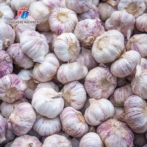 Buy cheap Garlic splitting machine minced garlic processing production Line from wholesalers
