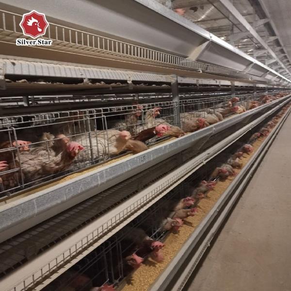 Buy cheap H Type Chicken Raising System Automatic Poultry Farm For Broiler Layer Breeding from wholesalers