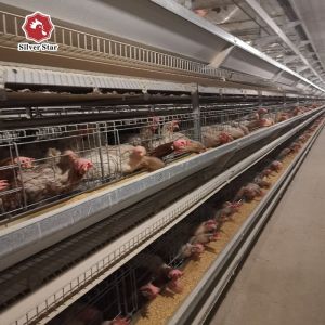 Buy cheap H Type Chicken Raising System Automatic Poultry Farm For Broiler Layer Breeding from wholesalers