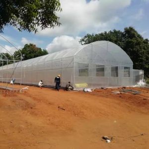 Buy cheap Easy Installation Customized Tunnel Greenhouse with Hot Galvanized Steel Structure and PE Film from wholesalers