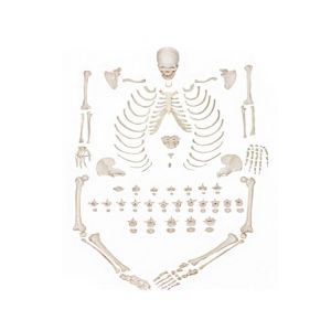 Buy cheap Scientific Life Size Disarticulated 180cm Human Skeleton Model from wholesalers
