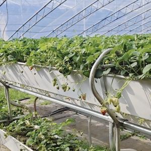 Buy cheap Plastic Sheet Flower Sunlight Greenhouse Drip Irrigation for Consistent Irrigation from wholesalers